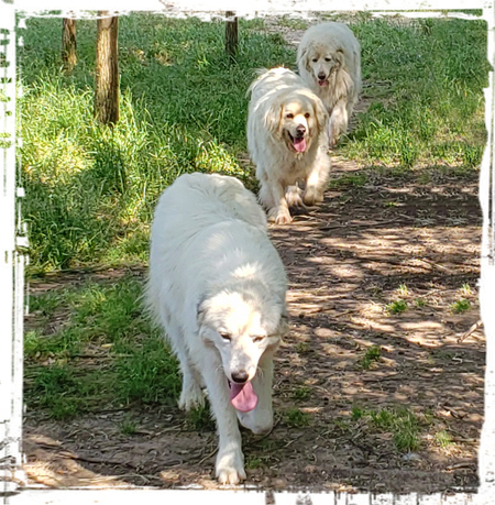 Entry image for Quincey, Quade, Quigley. Clicking this image will show a larger photo