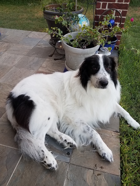 Entry image for Angus . Clicking this image will show a larger photo