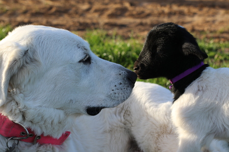 Entry image for Sasha. Clicking this image will show a larger photo