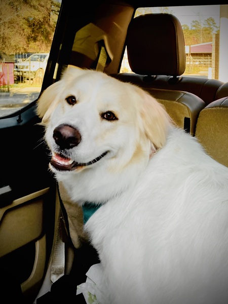 Entry image for Dixie Love Anderson . Clicking this image will show a larger photo