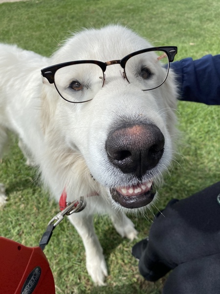 Entry image for Dougal. Clicking this image will show a larger photo