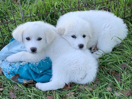 Entry image for Charlee and Poppy. Clicking this image will show a larger photo