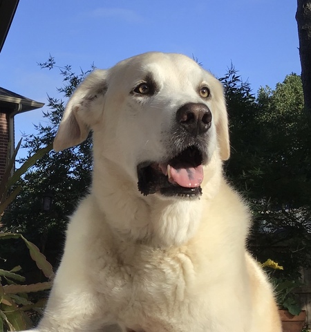 Entry image for Cody. Clicking this image will show a larger photo