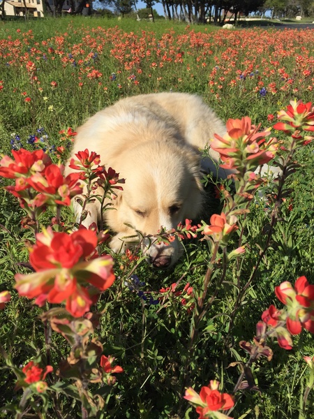 Entry image for Ellie. Clicking this image will show a larger photo