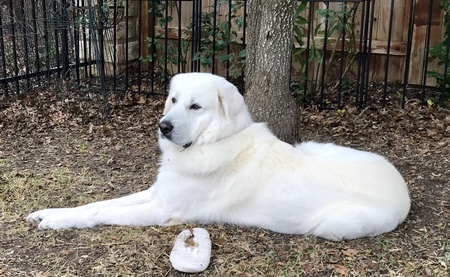 Entry image for Boudreaux. Clicking this image will show a larger photo