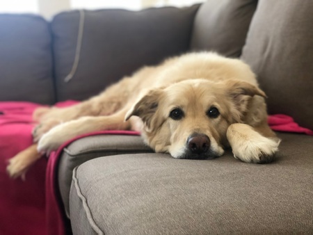 Entry image for Sparky. Clicking this image will show a larger photo