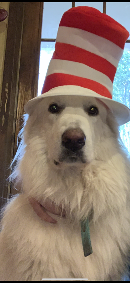 Entry image for Beau. Clicking this image will show a larger photo