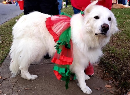 Entry image for Sadie Jo. Clicking this image will show a larger photo