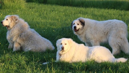 Entry image for Skyler, Solaris and Gwen. Clicking this image will show a larger photo