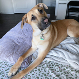 Entry image for Bear