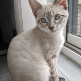 Entry image for Miso