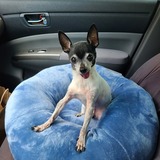 Entry image for Tiny Tim