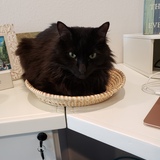 Entry image for Hunter