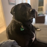 Entry image for Freddy