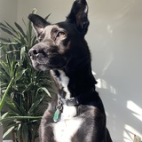 Entry image for Valentino