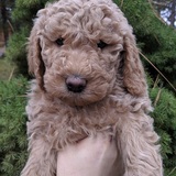 Entry image for Valkyrie