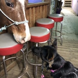 Entry image for Champagne