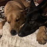 Entry image for Rolo