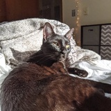 Entry image for Riku