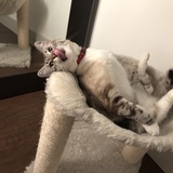 Entry image for Chirp