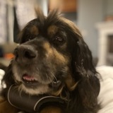 Entry image for Bilbo