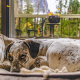 Entry image for Sir Gray