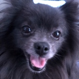 Entry image for Tiki (formerly Pepper Lola)