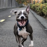 Entry image for Earl Grey