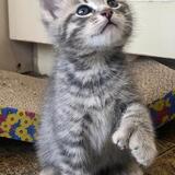 Entry image for Goose