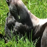 Entry image for Millie