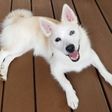 Entry image for Finn