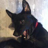 Entry image for Sadie 