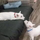 Entry image for Zeke and Riley