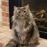 Entry image for Jasper