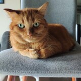 Entry image for Ally