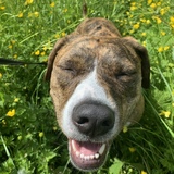 Entry image for Lucy