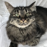 Entry image for Lil Miss