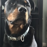 Entry image for Roman