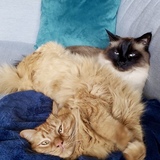 Entry image for Frank and Zeus