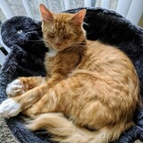 Entry image for Hono