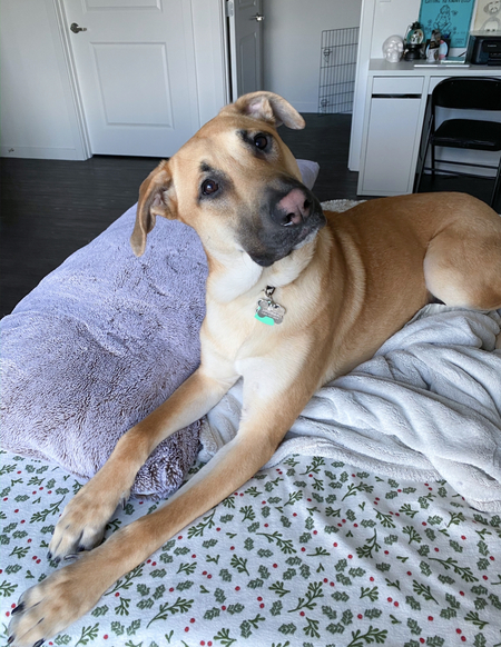 Entry image for Bear. Clicking this image will show a larger photo