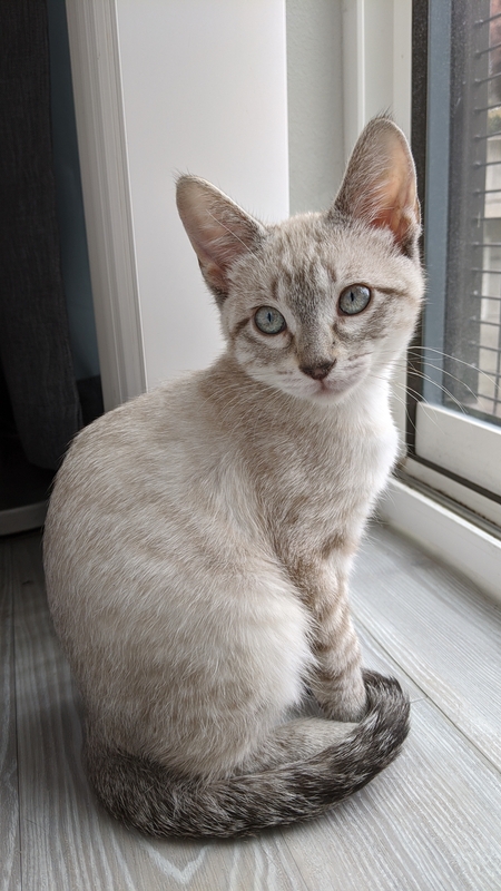 Entry image for Miso. Clicking this image will show a larger photo