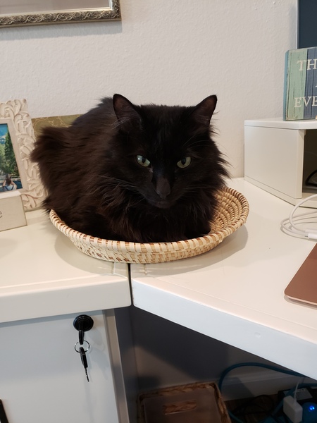 Entry image for Hunter. Clicking this image will show a larger photo