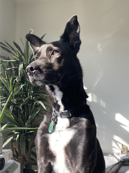 Entry image for Valentino. Clicking this image will show a larger photo