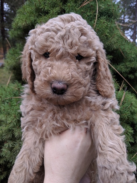 Entry image for Valkyrie. Clicking this image will show a larger photo