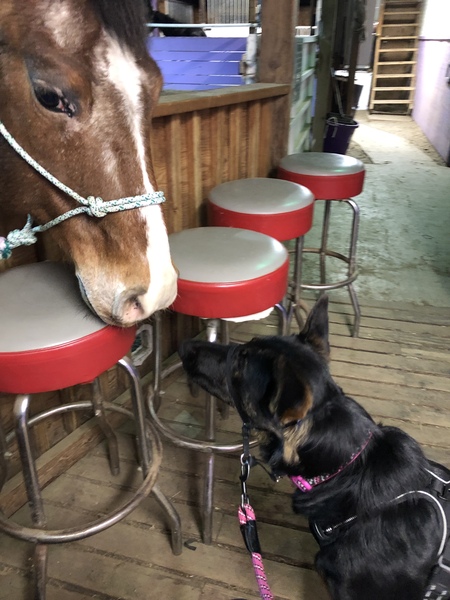 Entry image for Champagne. Clicking this image will show a larger photo