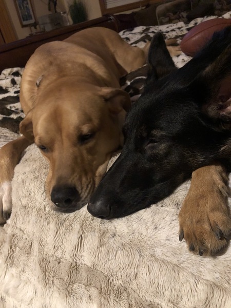 Entry image for Rolo. Clicking this image will show a larger photo