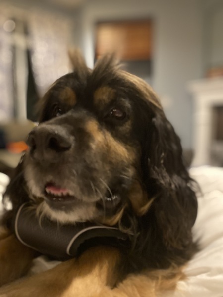 Entry image for Bilbo. Clicking this image will show a larger photo