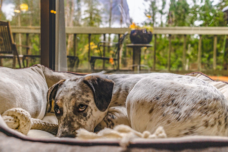 Entry image for Sir Gray. Clicking this image will show a larger photo