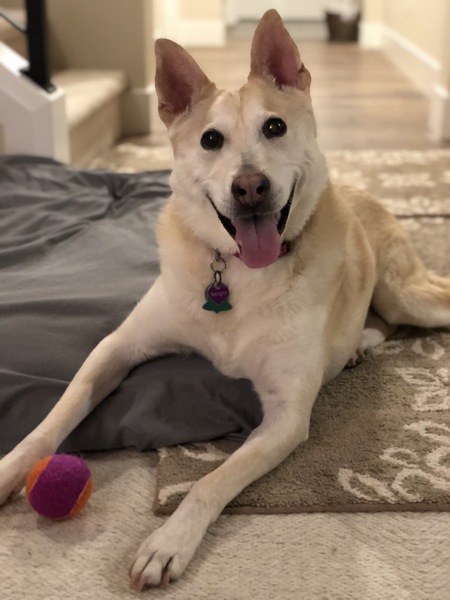 Entry image for Sandy . Clicking this image will show a larger photo